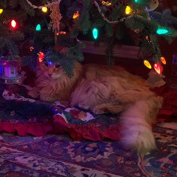 Meet your Posher, Breanna - Picture 1 of 1